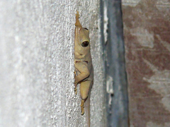 Hemidactylus flaviviridis