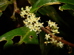 Casearia combaymensis