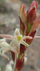 Satyrium stenopetalum