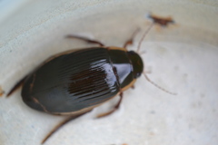 Dytiscus dimidiatus