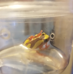 Dendropsophus leucophyllatus