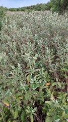 Moquiniastrum argentinum