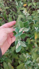 Moquiniastrum argentinum