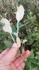 Moquiniastrum argentinum