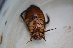 Dytiscus dimidiatus