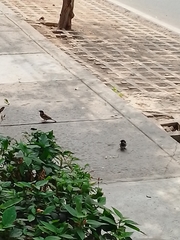 Passer domesticus