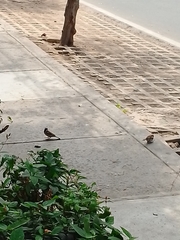 Passer domesticus