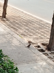 Passer domesticus