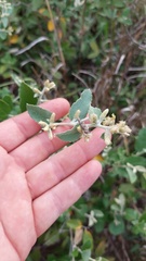 Moquiniastrum argentinum