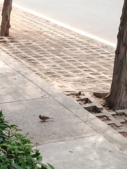 Passer domesticus