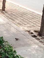 Passer domesticus