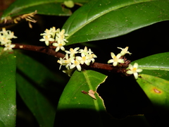 Casearia combaymensis