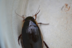 Dytiscus dimidiatus