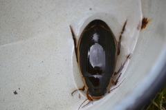 Dytiscus dimidiatus