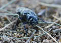 Lampetis dilaticollis