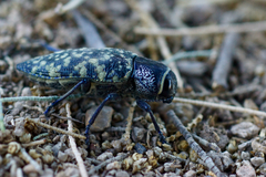 Lampetis dilaticollis