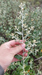 Moquiniastrum argentinum