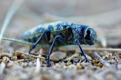 Lampetis dilaticollis