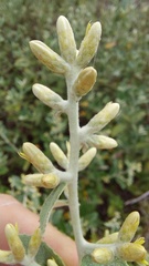 Moquiniastrum argentinum