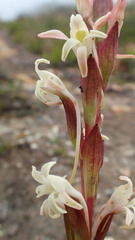 Satyrium stenopetalum