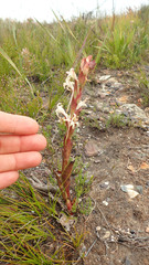 Satyrium stenopetalum