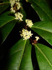 Casearia combaymensis