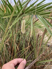 Setaria pallide-fusca