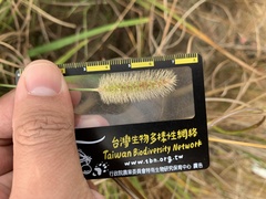 Setaria pallide-fusca