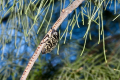 Lampetis dilaticollis