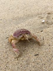 Pseudocorystes sicarius