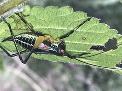 Pterophylla beltrani