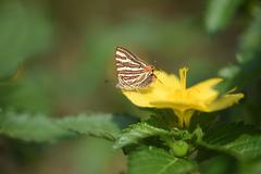Cigaritis schistacea