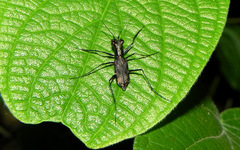 Odontochilina