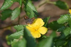 Cigaritis schistacea