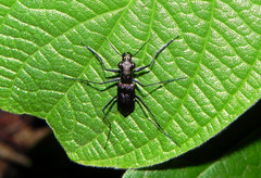 Odontochilina