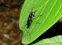 Odontochilina