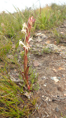 Satyrium stenopetalum