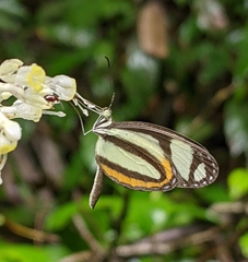 Moschoneura pinthous