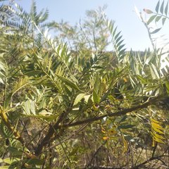 Pseudosmodingium andrieuxii