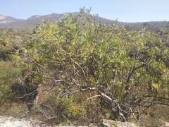 Pseudosmodingium andrieuxii