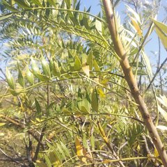 Pseudosmodingium andrieuxii