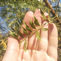 Pseudosmodingium andrieuxii