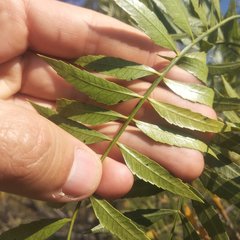 Pseudosmodingium andrieuxii