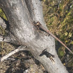 Pseudosmodingium andrieuxii