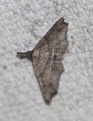 Philogethes metableta