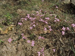 Stenotis asperuloides