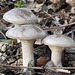 Cloudy Clitocybe - Photo (c) Susana C. Gonçalves, some rights reserved (CC BY-NC), uploaded by Susana C. Gonçalves