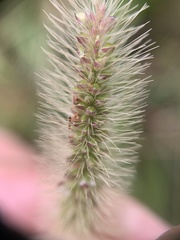 Setaria pallide-fusca