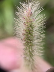 Setaria pallide-fusca
