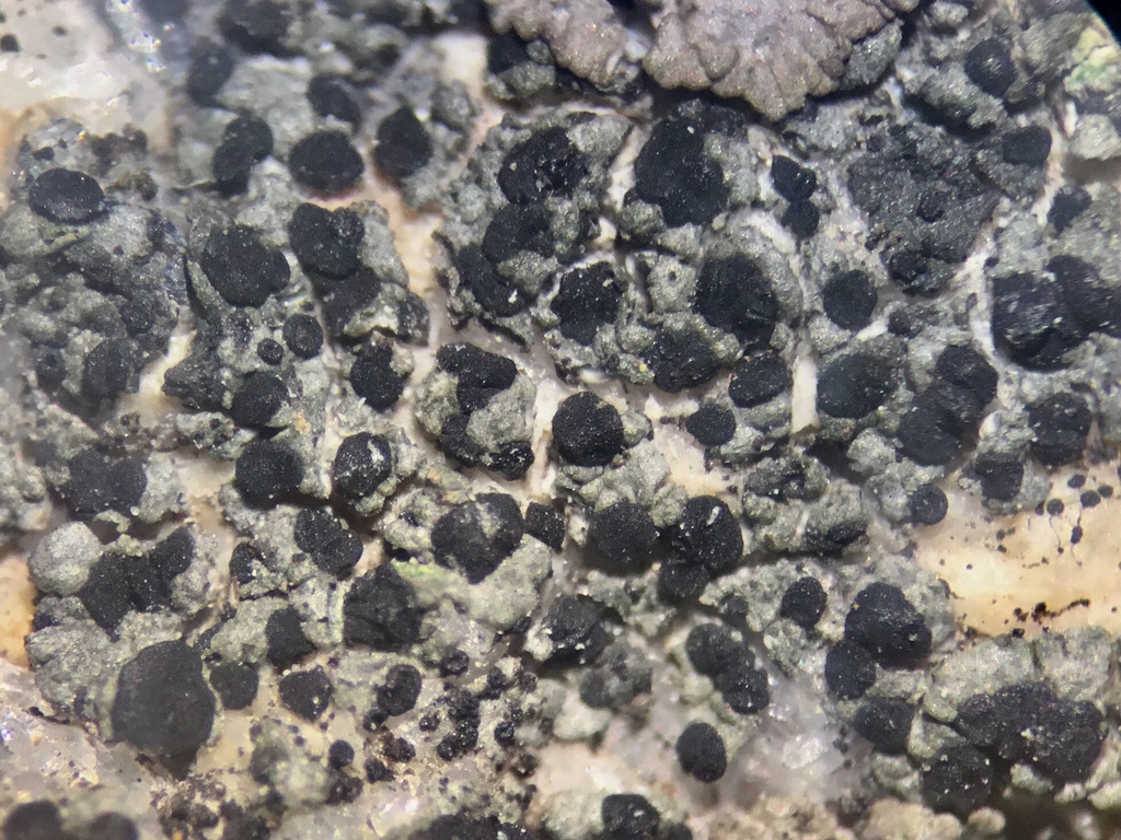 Helocarpon erraticum